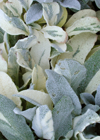 Stachys byzantina 'Striped Phantom'               